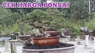 Бонсай на продажу 085336075859