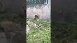 The real lion queen and king - Fire #shorts #lion #king #queen #chessingtonworldofadventures #fire