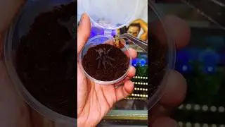 Повторили тренд. Ставь лайк малышу 🕷️ паук птицеед Grammostola Pulchra #shorts #tarantula #spider