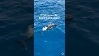 Does it get any cuter? We can&rsquo;t believe how tiny this baby bottlenose was. #babydolphin #cute