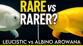 &ldquo;Albino vs Leucistic Arowana: The Ultimate Showdown! | Rarest Dragon Fish Explained!&rdquo;