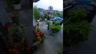 Terrace gardenin overview | rainy season | monsoon| curry leaves plant | flower garden