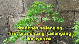 Waiting for the first branch, almost Perfect