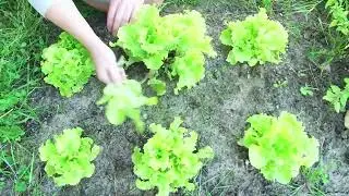 Mastering Crop Rotation : Simple Tips for a Thriving Garden !