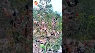 Nepali Most Funny Video 2026😂😄The Tree Of Chickens #shortsfeed #shorts #viral #comedy
