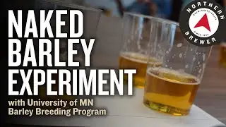 Naked Barley Brewing Experiment with Univ. of MN Barley Breeding Program