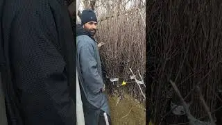 Plants Available at Kashmir Orchards Putukhah Sopore call 7006349834