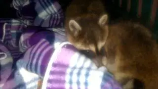 VIDEO0194