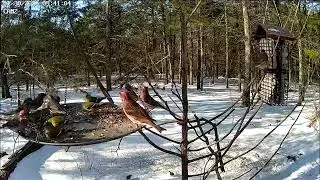 Feathered Friends&rsquo; Buffet - Watch Nature Dine in Style!