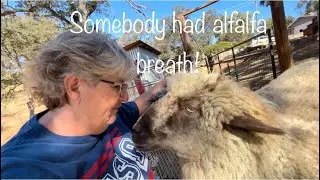Are you superstitious? #farmanimals feeling feisty today! Pics of Dolittle(lamb) & his owner.