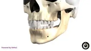 Primary to Permanent Progression