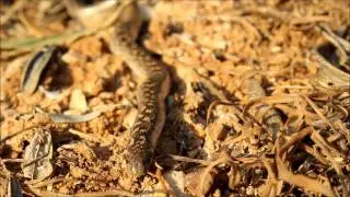 sand boa (Eryx jaculus)