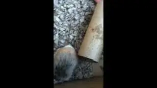 How to tame your little Robo hamsters(: