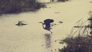 Sleep to Pure 432Hz RA Healing Frequencies and the Natural sounds of the everglades