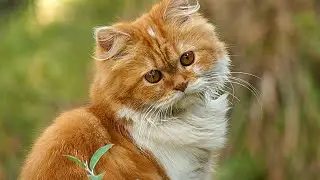 Adorable Fluffy Cat Exploring a Peaceful Green Forest | Relaxing Outdoor Nature Moments 4K