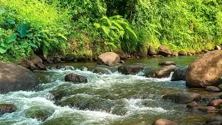 Rushing Clear Stream Flowing Over Jungle Rocks with Fast Nature Sounds for Deep Relaxation