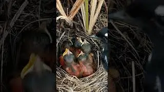 Tender Moments: Familiar Bird Nurturing Its Chicks #shorts