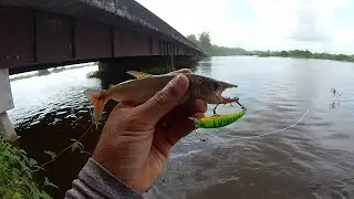 Pescaria ultra light, saicangas , essa isca pega de mais !
