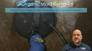 Organic Mold Removal | How much does mold removal cost in a crawl space?