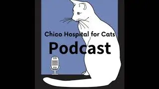 #20 The Perfect Cat Toy