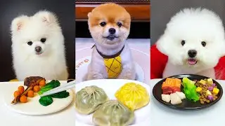 Ultimate Dog Eating Show! Which Dog Loved Their Meal the Most? | Perfect Meal Time 🐶🍽️ #petasmr