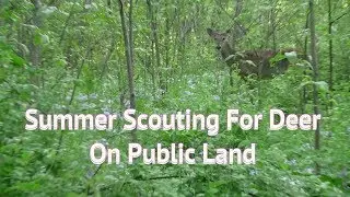 Summer Scouting for Deer on Public Land