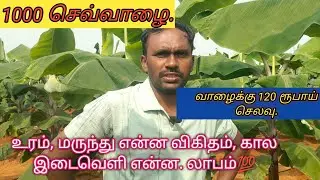 செவ்வாழைக்கான மருந்து உரம் நீர் பாய்ச்சும் முறை ஒரே காணொளியில் முழுதகவலும் #redbanana #bananatree💫