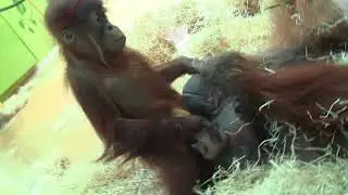 Orang Utan Matra und Quentin part 2
