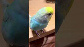 #セキセイインコ #インコ #おしゃべりインコ #癒し #かわいい #鳥 #shorts #ショート #short 