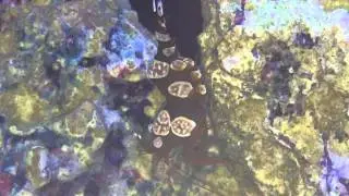Female sexy shrimp tending her eggs