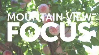 FOCUS on Plumcots