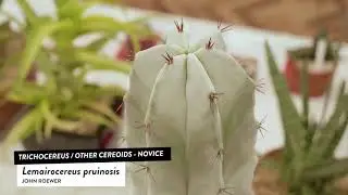 Cactus and Succulent Id: Trichocereus & cereoids - Lemaireocereus Pruinosis, trichocereus peruvianus