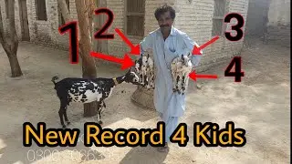 Barbari Goat Gives 4 Kids | Complete Documentary