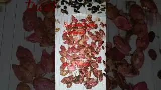 Beejamrit seeds treatment Loki tori,satputiya, tarbuj,kharbuja,kakri ,kheera, karela,Tinda,zucchini
