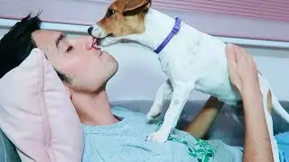 ASMR Puppy Cuddle 🐾 (Falling Asleep)