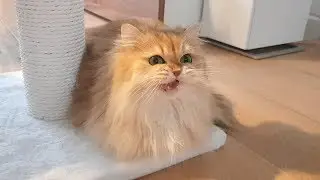 Cat Singing With Angelic Voice - Smoothie Got Meme'd