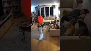 funny video 🦆🤣 #viralpost #shortvideos #funny #highlights #foryou #viralvideo