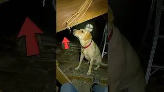 Dog Kept Staring at Attic Roof, Watch What They Found&hellip;