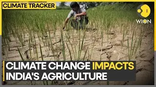Inconsistent rain patterns led to crop loss, irregular growth | WION Climate Tracker | Latest News
