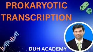 Prokaryotic Transcription Explained: Step-by-Step Guide for Biology Students