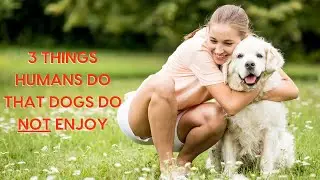 3 Things Humans Do That Dogs Do NOT Enjoy