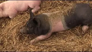 Does the Itchy Piggy Theory actually work??