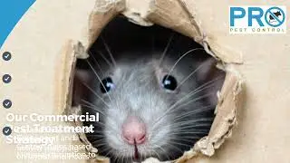 Tailored Commercial Pest Treatment Plans in Sydney CBD for Compliant, Disruption-Free Businesses