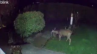Day Dusk and  Night Visitors to Shauns Vancouver Island Garden
