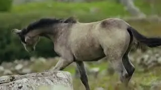Amazing Wild Horse   Horses Running   Free Stock Footage   Royalty Free   No Copyright