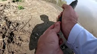 Sacramento river striper fishing with striper Candy!