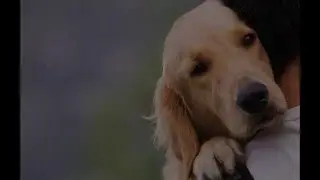 S.T. Legacy Group: Humane video demo