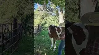 western riding #horse #ilovemyhorse #mybaby #horsesaremylife #equestrian #equinelove