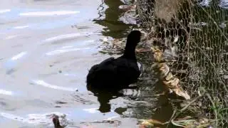 Coot (UK Water Birds)