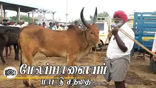 19.1.2026 | Melapalayam mattu santhai | மேலப்பாளையம் மாட்டு சந்தை